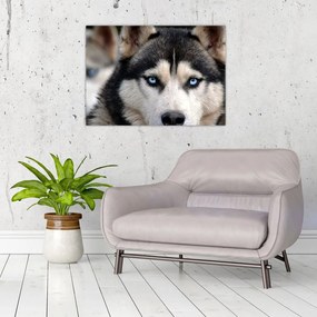 Obraz na szkle - pies husky (70x50 cm)