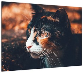 Obraz na szkle - Spojrzenie kota (70x50 cm)