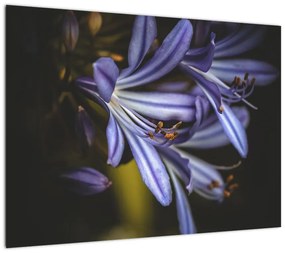 Obraz - Lilia (70x50 cm)