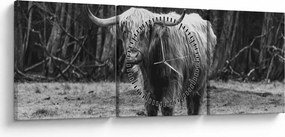 Obraz - Szkocka krowa 3, czarno - biały (z zegarem) (90x30 cm)