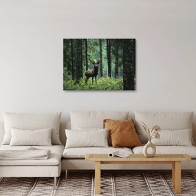 Obraz - Jeleń w głebokim lesie (70x50 cm)