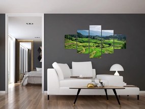 Obraz pól ryżowych (125x70 cm)