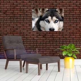 Obraz na szkle - pies husky (70x50 cm)