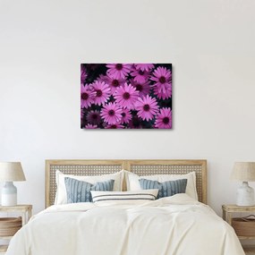 Obraz różowych kwiatów (70x50 cm)