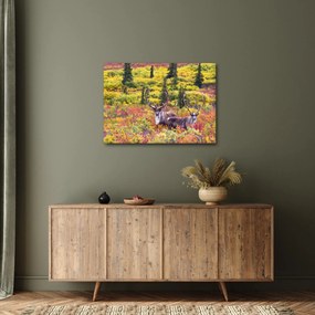 Obraz - Renifer tundrowy (70x50 cm)