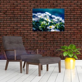 Obraz stokrotek (70x50 cm)