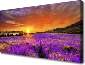 Obraz canvas Pole Lawendy o Zmierzchu