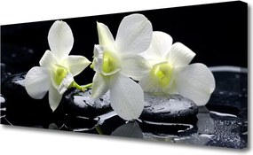 Obraz na płótnie Szlachetny Biały Storczyk