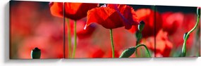 Obraz - maki (170x50 cm)