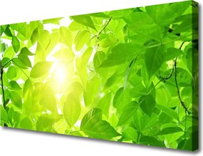 Obraz canvas Słońce w Koronach Drzew