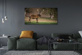 Obraz canvas na ścianę Samotny Jeleń na Polu