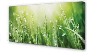Zdjęcie na płótnie Trawa w Porannym Słońcu