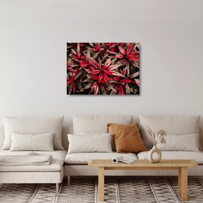 Obraz na szkle czerwonych płatków (70x50 cm)