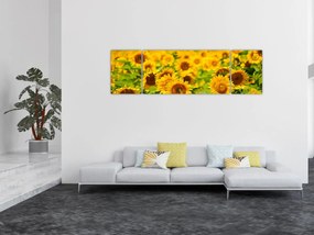Obraz - Słoneczniki (170x50 cm)