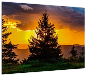 Obraz - drzewa iglaste (70x50 cm)