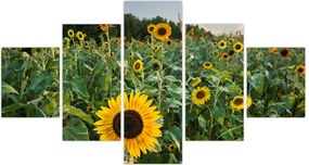 Obraz - Sunflower Field II. (125x70 cm)