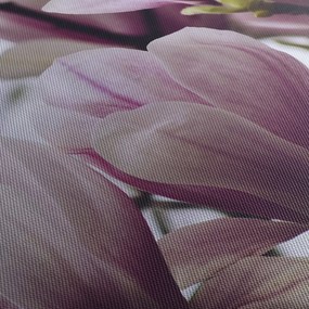 Obraz - Magnolia (70x50 cm)
