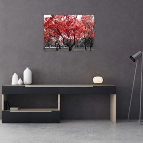 Obraz - Czerwone drzewa, Central Park, New York (70x50 cm)