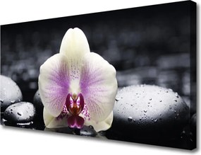 Zdjęcie na płótnie Biała Orchidea na Płótnie