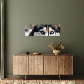 Obraz psa husky (z zegarem) (90x30 cm)