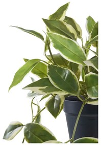 Sztuczna roślina (wysokość 33 cm) Hoya Carnosa – House Nordic