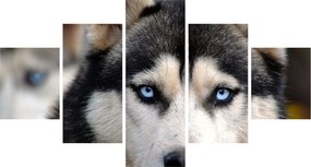 Obraz psa husky (125x70 cm)