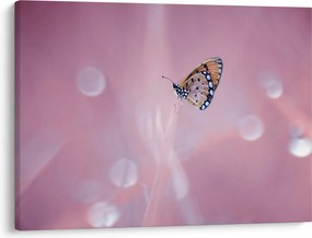 Obraz - Motyl (70x50 cm)