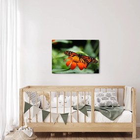 Obraz motyla na kwiatku (70x50 cm)