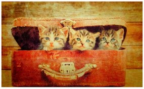 Wycieraczka Deco Star Kociaki 40 cm x 60 cm