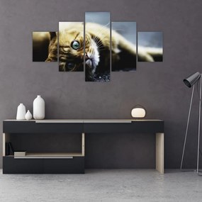 Obraz kota (125x70 cm)