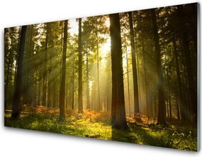 Panel Kuchenny Bór Sosnowy W Słońcu