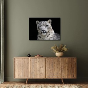 Obraz - Snow Leopard (70x50 cm)