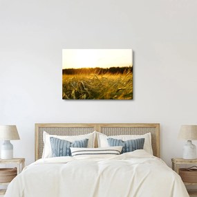 Obraz zroszonej trawy (70x50 cm)