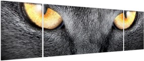 Obraz - Portret kota z bliska (170x50 cm)