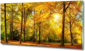 Foto obraz szkło hartowane Las jesienią