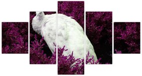 Obraz - Biały paw (125x70 cm)