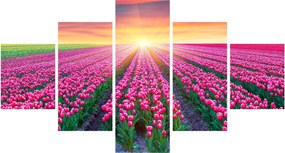 Obraz pole tulipanów ze słońcem (125x70 cm)