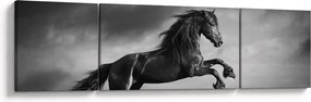 Obraz - Czarny i biały koń (170x50 cm)