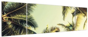 Obraz z palmami kokosowymi (170x50 cm)