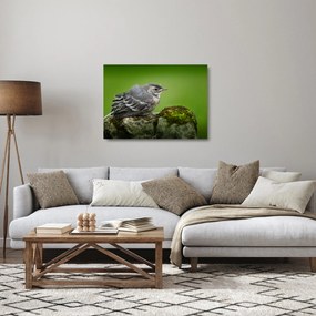Obraz na szkle - Muchołówka (70x50 cm)