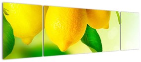 Obraz cytryn (170x50 cm)