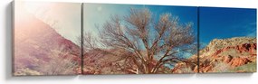 Obraz drzewa na pustyni (170x50 cm)