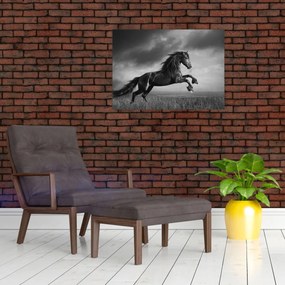 Obraz - Czarny i biały koń (70x50 cm)