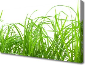 Zdjęcie na płótnie Soczysta Zielona Trawa