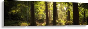 Obraz sennego lasu (170x50 cm)