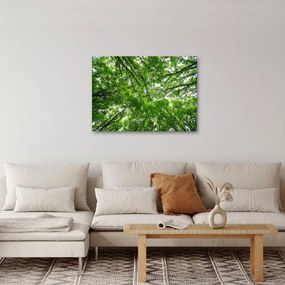 Obraz - Widok do korony drzewa (70x50 cm)