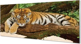 Szkło do Kuchni na Ścianę Tygrys Wspinający się na Drzewo