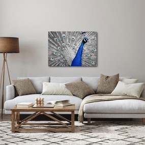 Obraz - niebieski paw (70x50 cm)