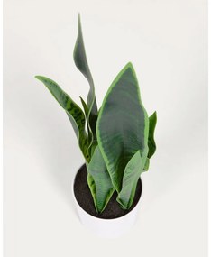 Sztuczna roślina (wysokość 55 cm) Sansevieria – Kave Home