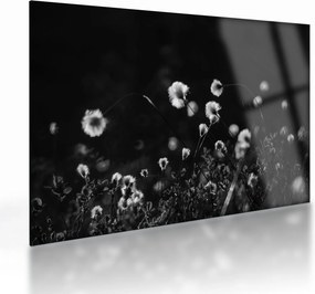 Obraz na szkle - Łąka z trawą bawełnianą N⁰1 (70x50 cm)